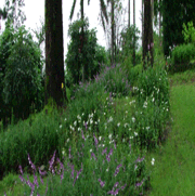 Zomba forest lodge
